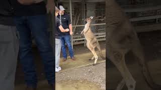 Kangaroo Fights American Tourist  shorts [upl. by Ranite914]