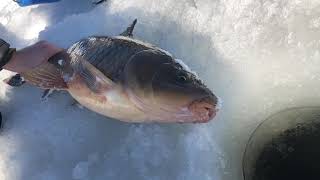 Big Carp on the Androscoggin River Maine [upl. by Aihsetan375]