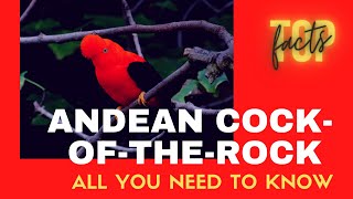 Andean Cockoftherock facts 🦜 Tunki 🦜 passerine bird Andean cloud forests 🌳 Peru national bird [upl. by Lello]