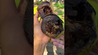 Ternyata Buah black sapote pecah bisa matang [upl. by Blythe]