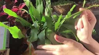 Orchid Cactus Growing Care And Propagation Part 1 [upl. by Ahsrats]