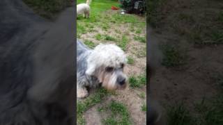 Dandie dinmont terriers playing [upl. by Yerffej]