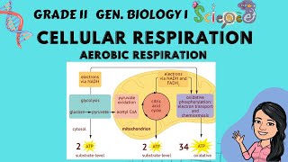 Cellular Respiration  Aerobic Respiration Grade 11 Gen Biology 1 Tagalog [upl. by Oira]