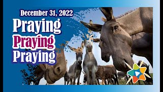 🔵Adventist Mission Stories ► December 31 2022► 🇺🇸 ◄ Praying Desert Donkeys [upl. by Topliffe]