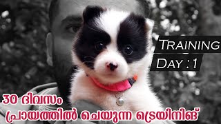 Spitz Puppy first day Training Malayalam  Panda the Spitz [upl. by Adnohrahs]