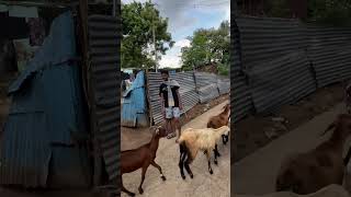 Back to home 🏠 ❤️ tamil sho song bgm music shortvideos love comedyvideos shortsfeed fun [upl. by Ydroj977]