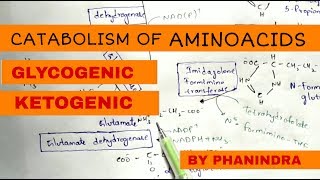 Catabolism of Aminoacids  Degradation  Glycogenic and Ketogenic Aminoacids [upl. by Mommy]