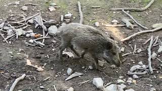 Wildschweine Tierpark Germerode [upl. by Sivert]