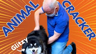 POMSKY with SHARP BACK PAIN gets INSTANT RELIEF  Chiropractic Adjustment [upl. by Arehs787]