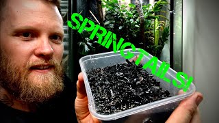 How to culture your own springtails [upl. by Ianthe203]