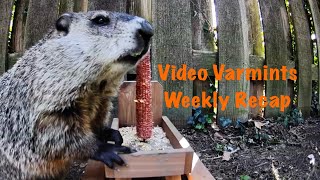 Video Varmints Weekly Recap Volume 4 [upl. by Eckhardt]