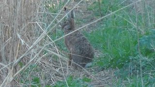 Feldhase Lepus europaeus in Wien Laaer Berg  Osthang  European hare [upl. by Ellene]