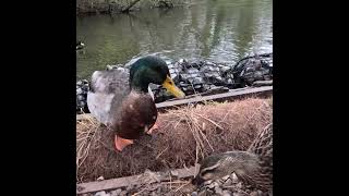 Mallard Ducks [upl. by Erbua]