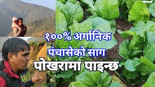 १०० अर्गानिक पंचासेको रायो साग पोखरा मा पाइन्छ [upl. by Etnaed]