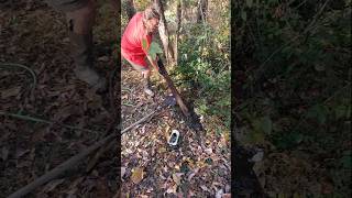 Septic discharge line was blocked by large Cypress root sewercleaning drainage roots [upl. by Yelir113]