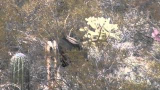 Sonora Desert Mule deer Hunt [upl. by Mehs633]