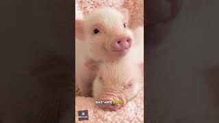 Conoce a los CERDOS MÁS INTELIGENTES DEL MUNDO🐷cerditos porcinos shortsvideo viral curiosidades [upl. by Dnomzed31]