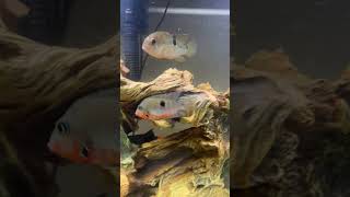 Firemouth Cichlid [upl. by Felty]