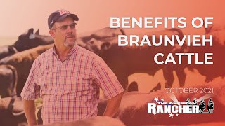 Benefits of Braunvieh  The American Rancher [upl. by Haelhsa839]