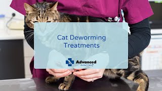 Cat Deworming Treatments [upl. by Mullac670]