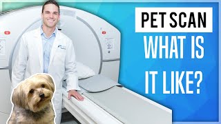 Getting a FDG PETCT Scan at Qscan  What To Expect [upl. by Eibur]