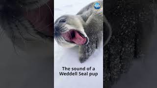 Noisy Baby Seal shorts antarctica seal [upl. by Wehtam]