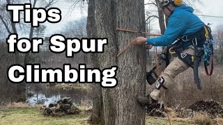 Tree Climber Tips For Tree Climbing on Spurs  Arborist Tree Climbing Techniques [upl. by Larson]