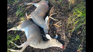 Deer Hunting With Dogs Down In The Swamp [upl. by Ydnew386]