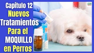 NUEVOS TRATAMIENTOS FRENTE AL MOQUILLO EN PERROS [upl. by Eneluqcaj]