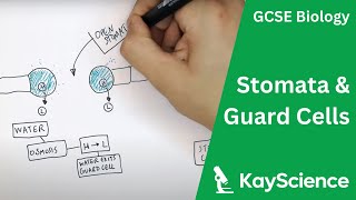 Stomata amp Guard Cells in Plants  GCSE Biology  kaysciencecom [upl. by Eiduj]