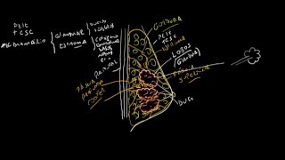 ANATOMIA MAMARIA I FUNDAMENTOS [upl. by Schaffer573]