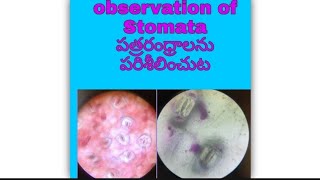 STOMATA IN MICROSCOPE  సూక్ష్మదర్శినిలో పత్రరంధ్రాలు [upl. by Yekim]