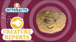 Octonauts Creature Reports  Brachiopods [upl. by Etteuqaj]