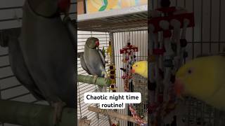 A chaotic night time routine 😴 talkingparrot nightroutine talkingbird talkingbird vlog [upl. by Oregolac]