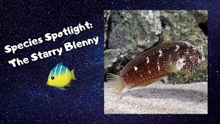 Species Spotlight The Starry Blenny [upl. by Itsa]