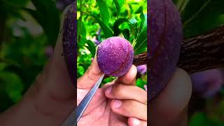 fruit naturallifeb satisfying naturalclips fruitcutting naturelife food carving plants ga [upl. by Forward]