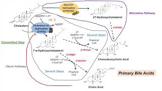 Bile Acid Synthesis  Classic and Alternative Pathways  Primary and Secondary Bile Acids [upl. by Gunnar]