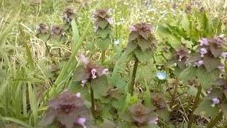 Lamium purpureum commestibile medicinal plant [upl. by Oremor]