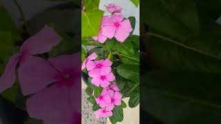 Vinca plant flower  Flower season my favourite Happy faces in my balcony  Flower power [upl. by Autry]