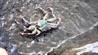 Wasserscheue Krabbe  Watershy crab [upl. by Nibla]