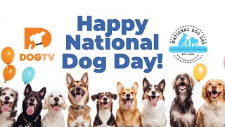 Join the Ultimate Celebration of National Dog Day with DOGTV [upl. by Hoo]