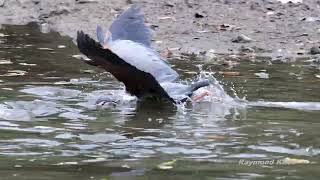 Purple heron Ardea purpurea hunting  Sungei Buloh nature birds [upl. by Hamaso]