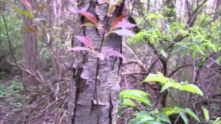 Black Cherry Tree Identification  Morel Mushroom Habitat [upl. by Rumery]