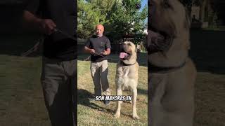 Rottweiler vs Kangal quién ganaría [upl. by Auqinu]