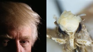 Trumps hair inspires moth name [upl. by Combes]