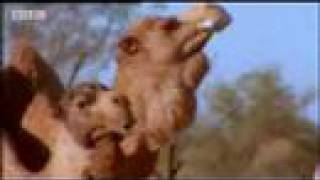 Australian animal mating rituals  camel seduction in the outback  BBC wildlife [upl. by Nilo]