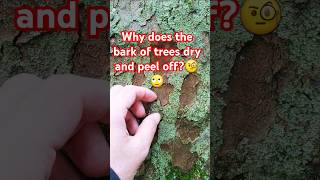 Why does the bark of trees dry and peel off shortsshortvideoreels trendingnatureyoutubeshorts [upl. by Quinton]