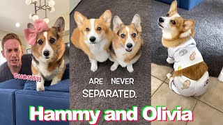 1 HOUR Funny Hammy and Olivia TikTok Compilation  Best Hammy amp Olivia Corgi TikToks of 2022 [upl. by Attenaz]