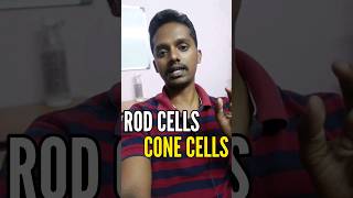 Rod cells and Cone cells [upl. by Enilegna]