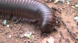 Millipede trying to cross ant highway [upl. by Van]